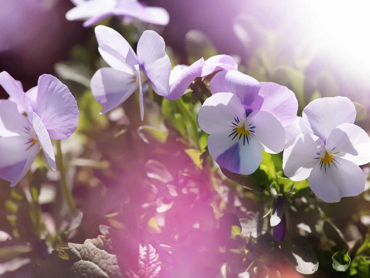 An attitude of&nbsp;gratitude